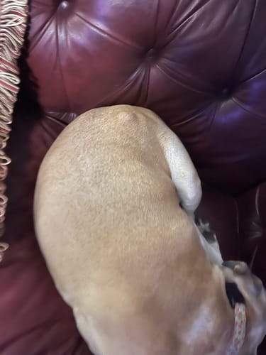 Customer photo review of Petsmont Buddy Guard Medium Dog