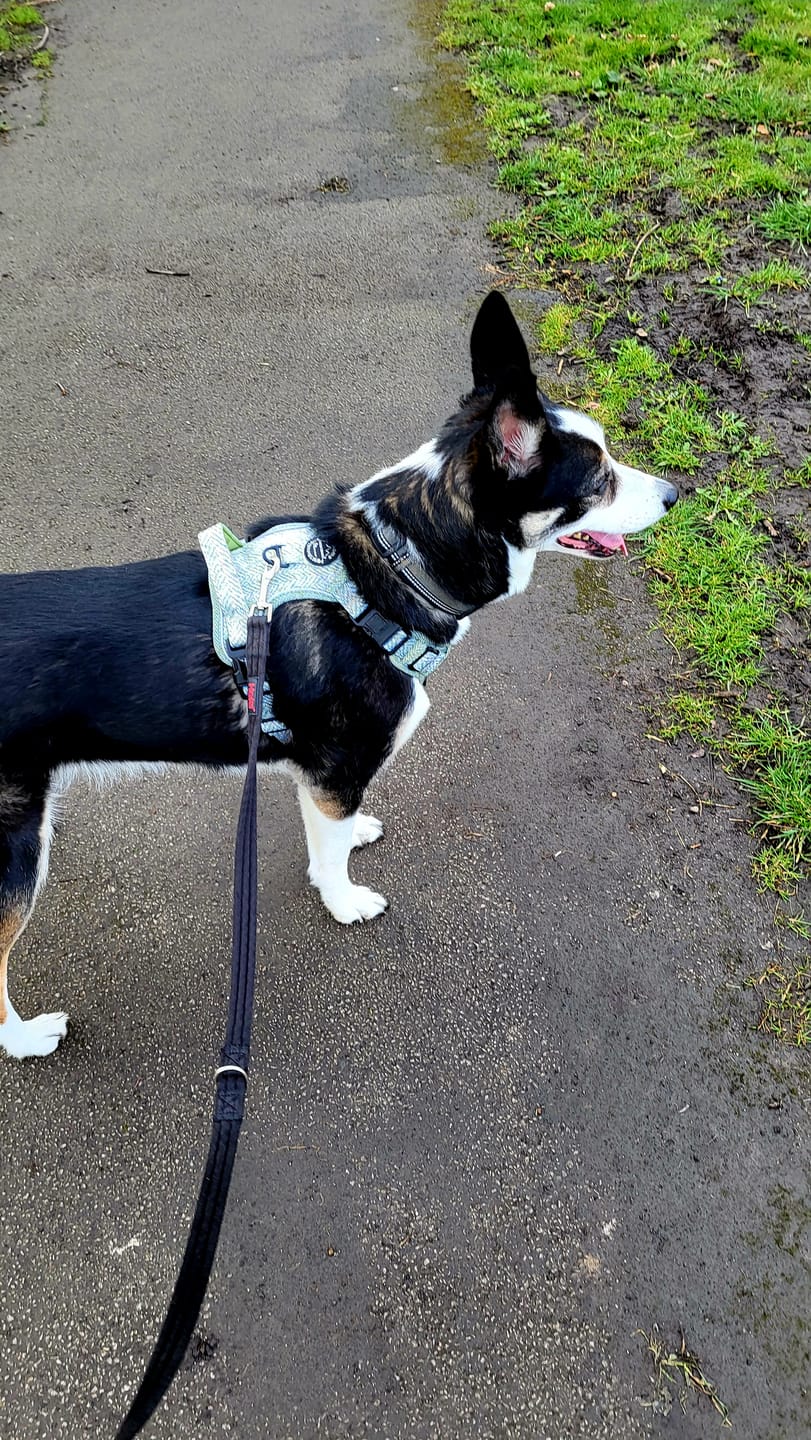 Customer photo review of Tough Trails™ Harness - Country Thyme