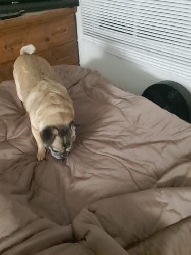 Customer photo review of The Ice Blanket