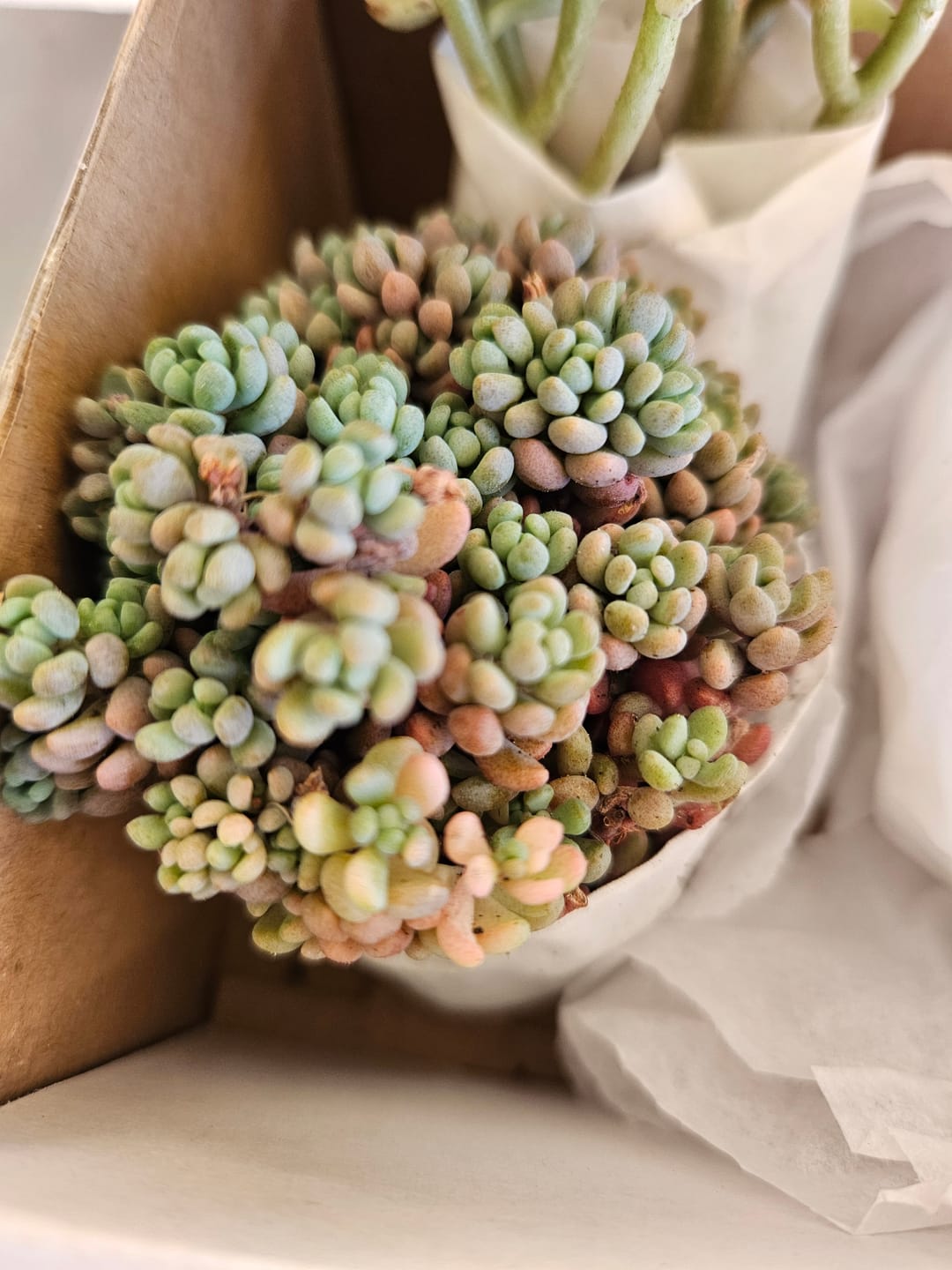 Customer photo review of Sedum dasyphyllum 'Lilac Mound'