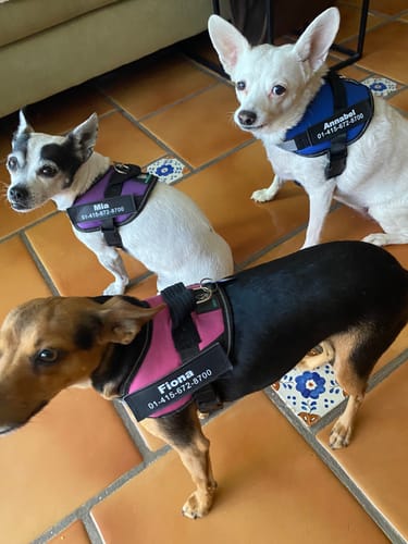 Customer photo review of No-Pull Paw Harness™ (Get Free Leash)