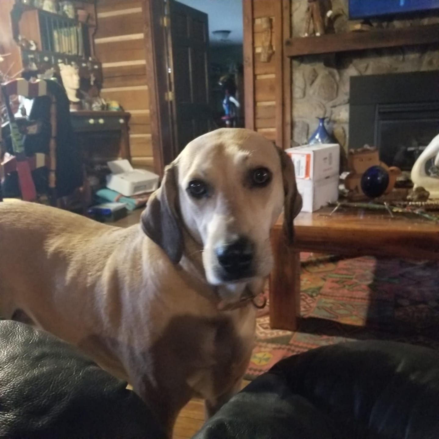 Customer photo review of 12 Inch Beef Trachea