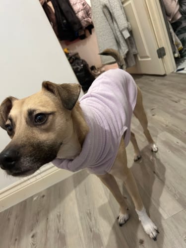 Customer photo review of Sighthound Sleeveless Fleece Sweater / Pullover / Jumper / Pyjamas
