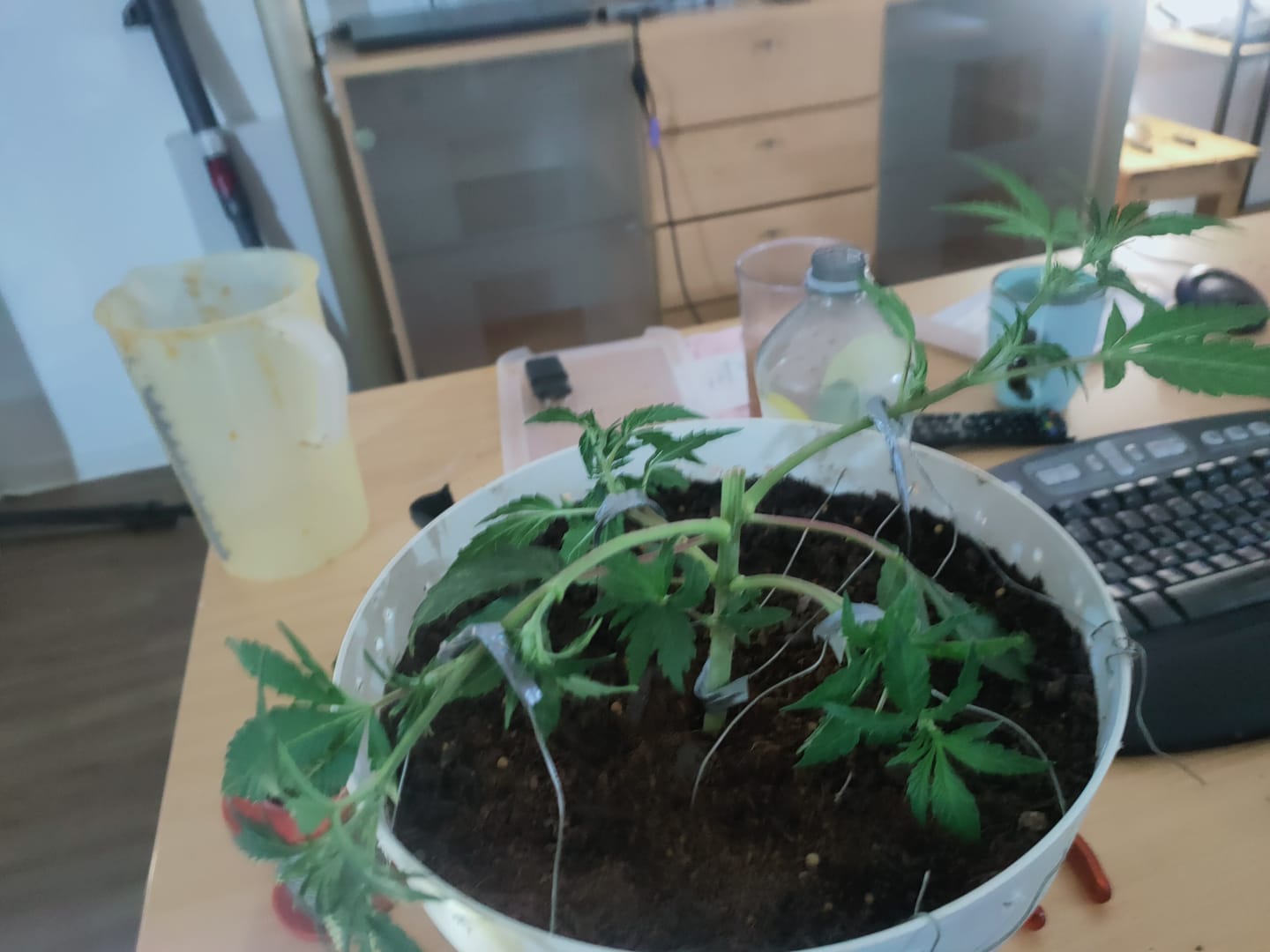 Customer photo review of Muddis Monkey Balls (Dünger)