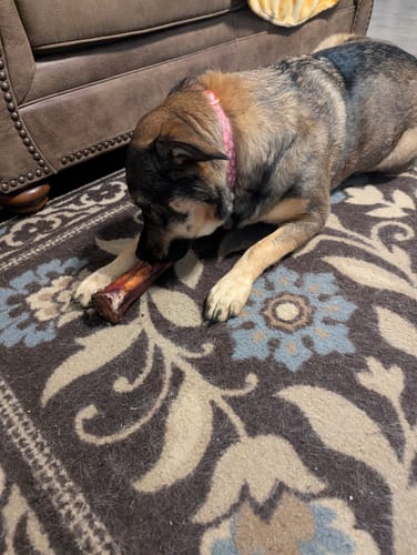 Customer photo review of Smoked Beef Marrow Bone