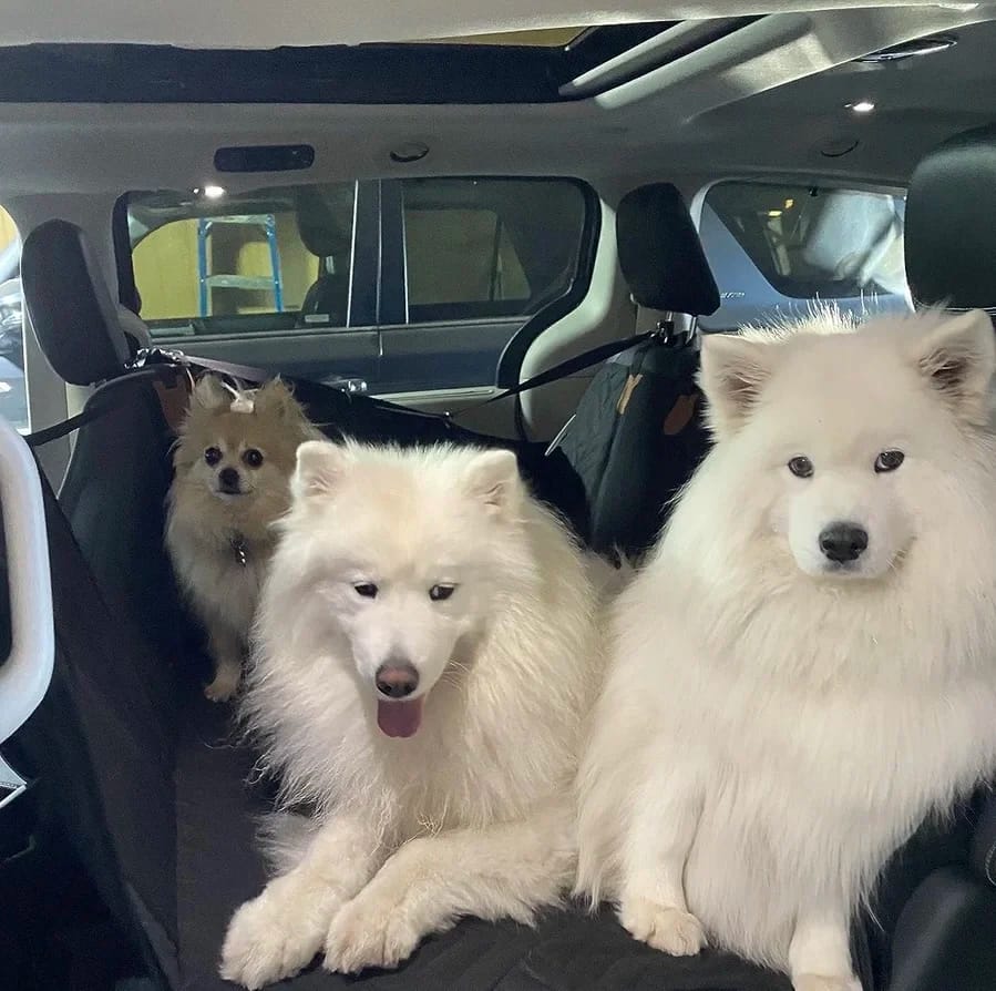 Customer photo review of Hard Bottom Large Car Back Seat