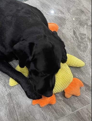 Customer photo review of Pfotenwiese - Anti Stress Ente