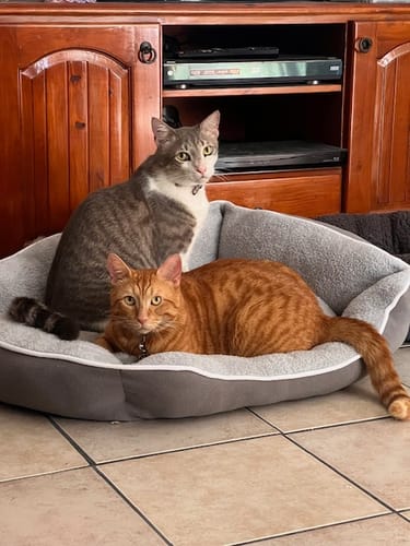 Customer photo review of 3 Month Supply - 2 Cats