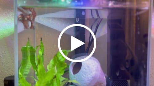 Customer video review of Mix Galaxy Halfmoon Male Betta Fish High Grade | Buy 4 Get 1 Free | Mystery Betta