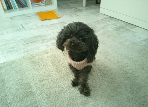 Customer photo review of NUVINT - Digitalkamera