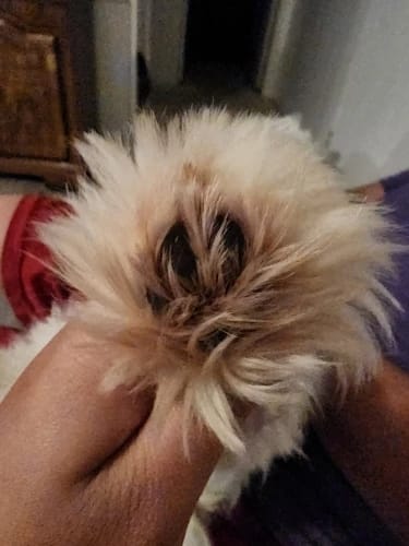 Customer photo review of Tondeuse pour chien
