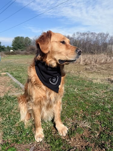 Customer photo review of Conversation Heart Embroidered Bandana