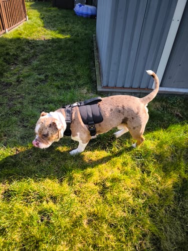 Customer photo review of No Pull Bully Proof Harness