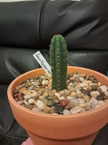 Customer photo review of San Pedro Cactus | Trichocereus (Echinopsis) Pachanoi
