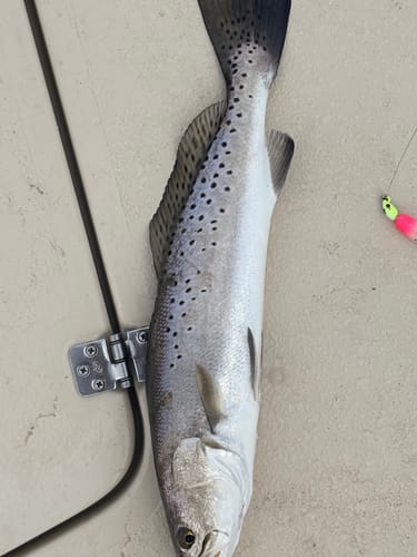 Customer photo review of Custom Down South Lures - Super Model