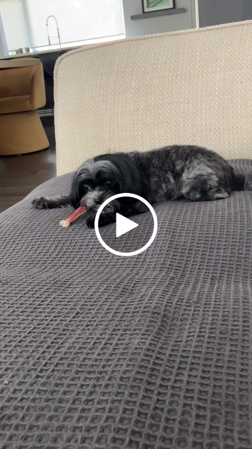 Customer video review of Vrac Nature's Own - Batonnets oesophage de boeuf pour chien