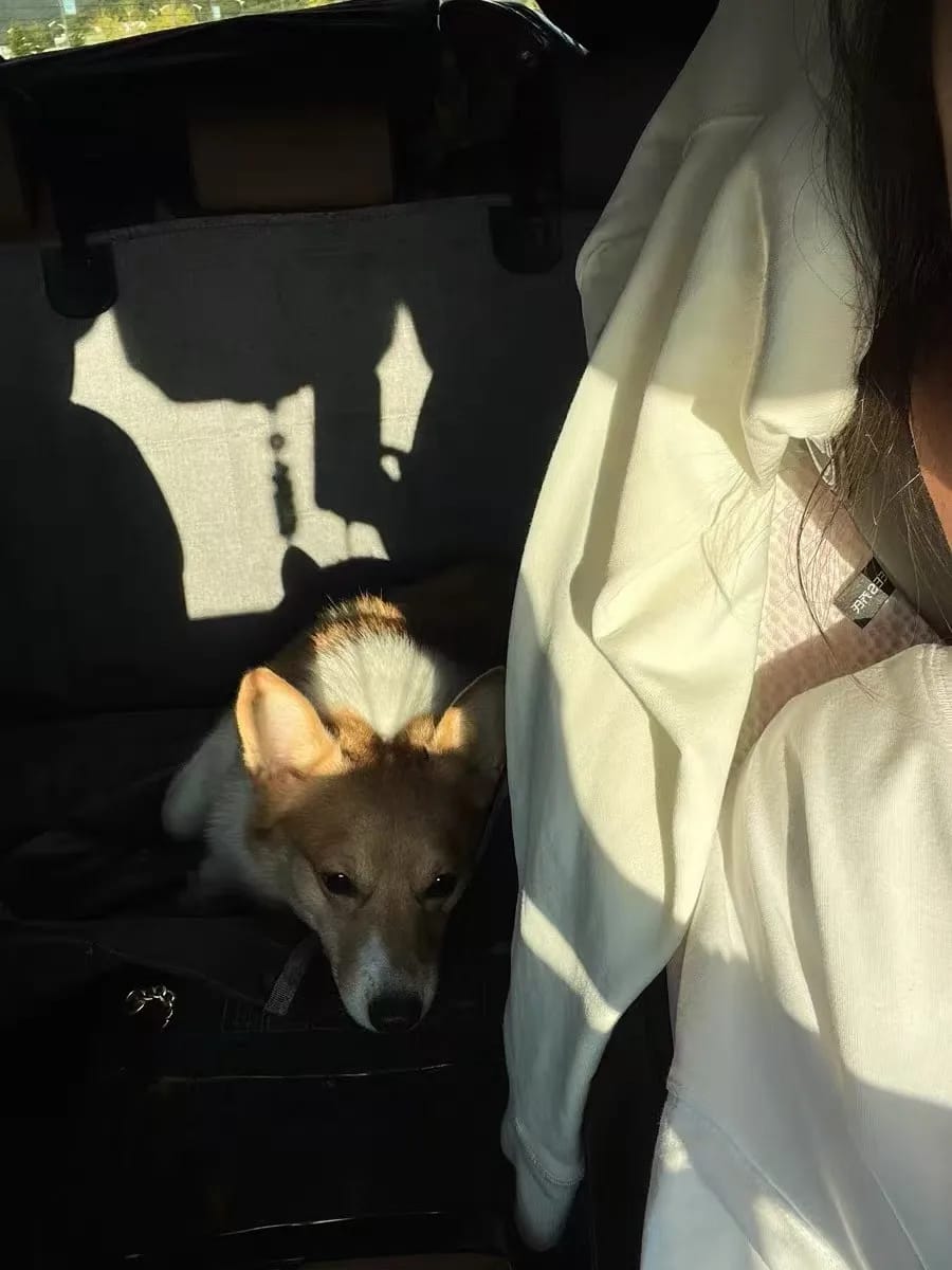 Customer photo review of Hard Bottom Large Car Back Seat