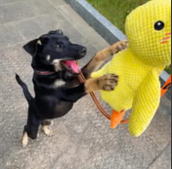 Customer photo review of Pfotenwiese - Anti Stress Ente