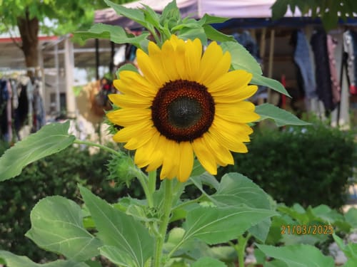 Customer photo review of Hoka Mach X2