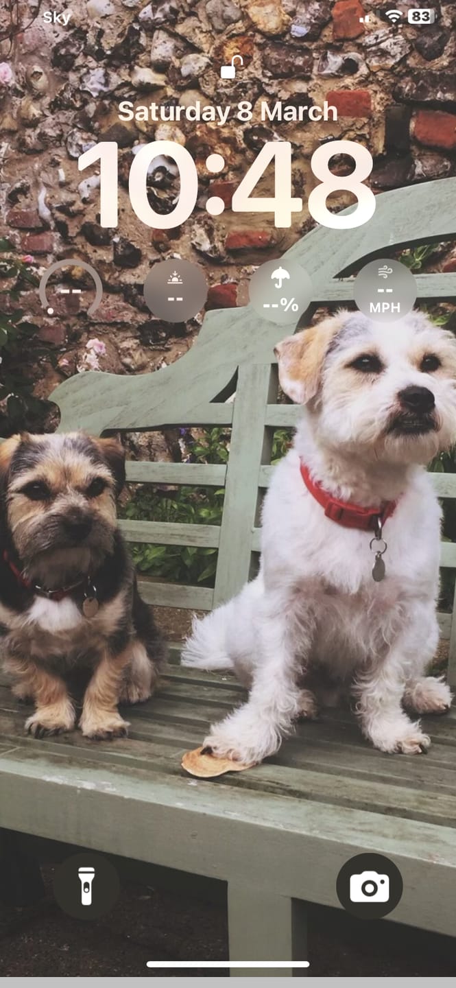 Customer photo review of Glucosamine Powder For Dogs
