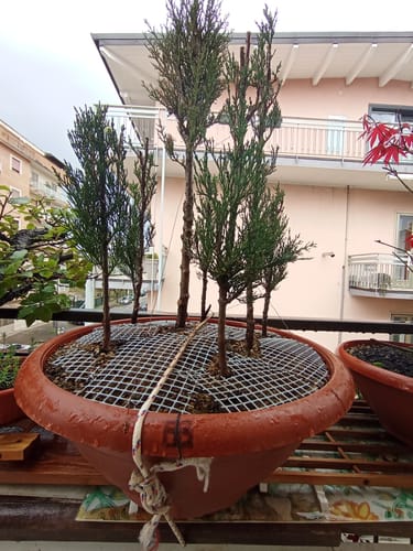 Customer photo review of TIGER CB® (substrato premium ad alte prestazioni)