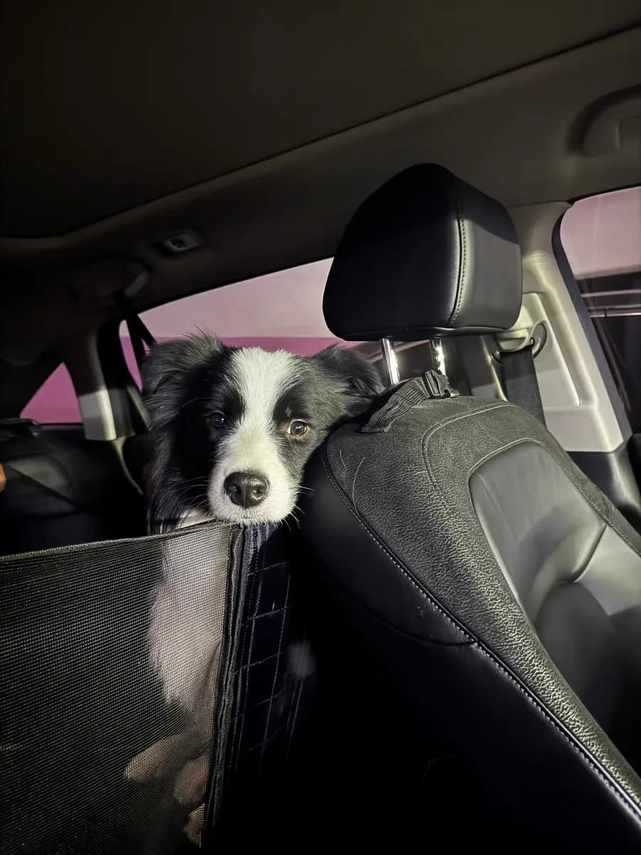 Customer photo review of Hard Bottom Large Car Back Seat