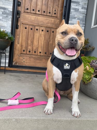 Customer photo review of No Pull Bully Proof Harness