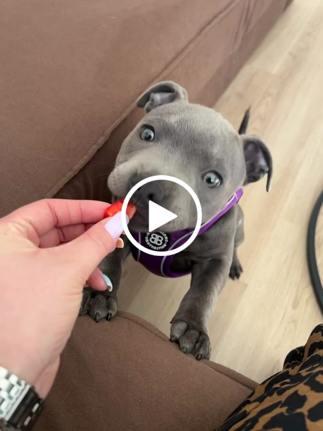 Customer video review of Step in Harness | XS-M Breeds - Purple