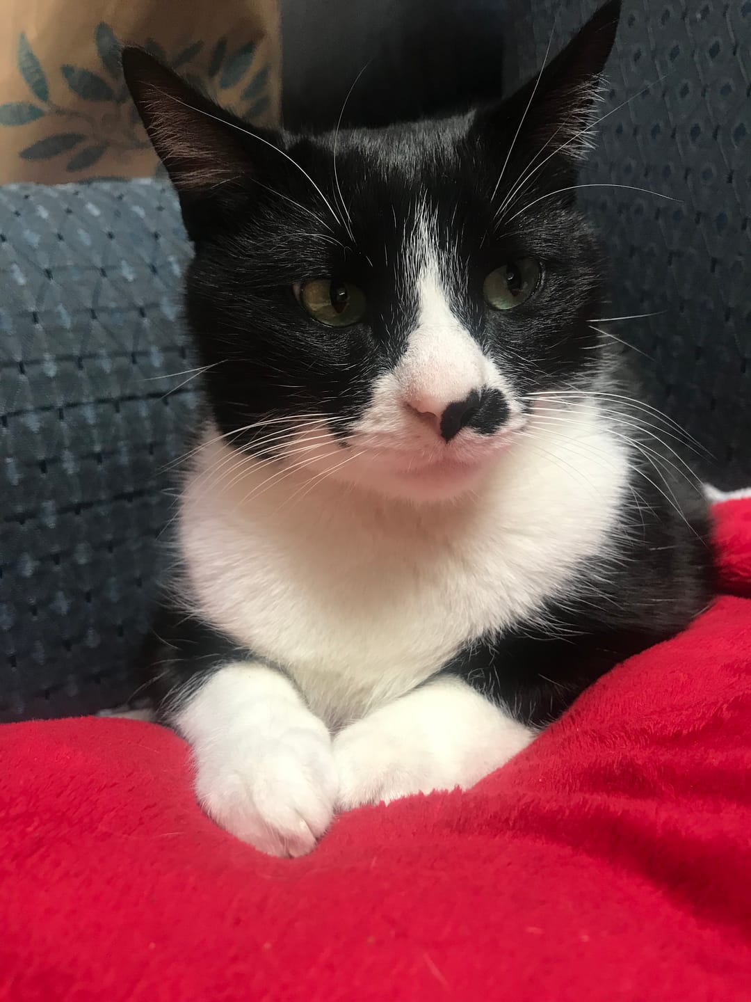 Customer photo review of Royal Canin Veterinary Diet - Urinary SO + Calm Dry Cat Food