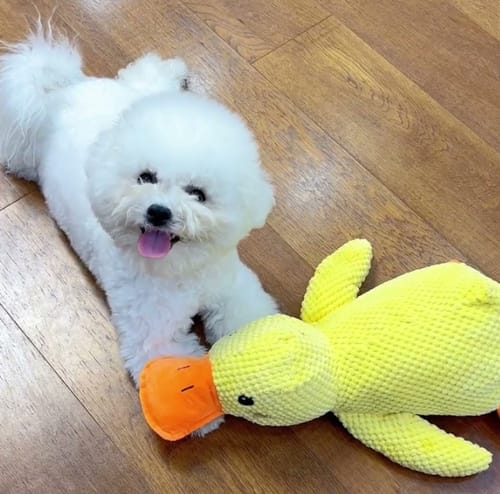Customer photo review of Pfotenwiese - Anti Stress Ente
