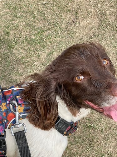 Customer photo review of Tough Trails™ Harness - Botanical Breeze