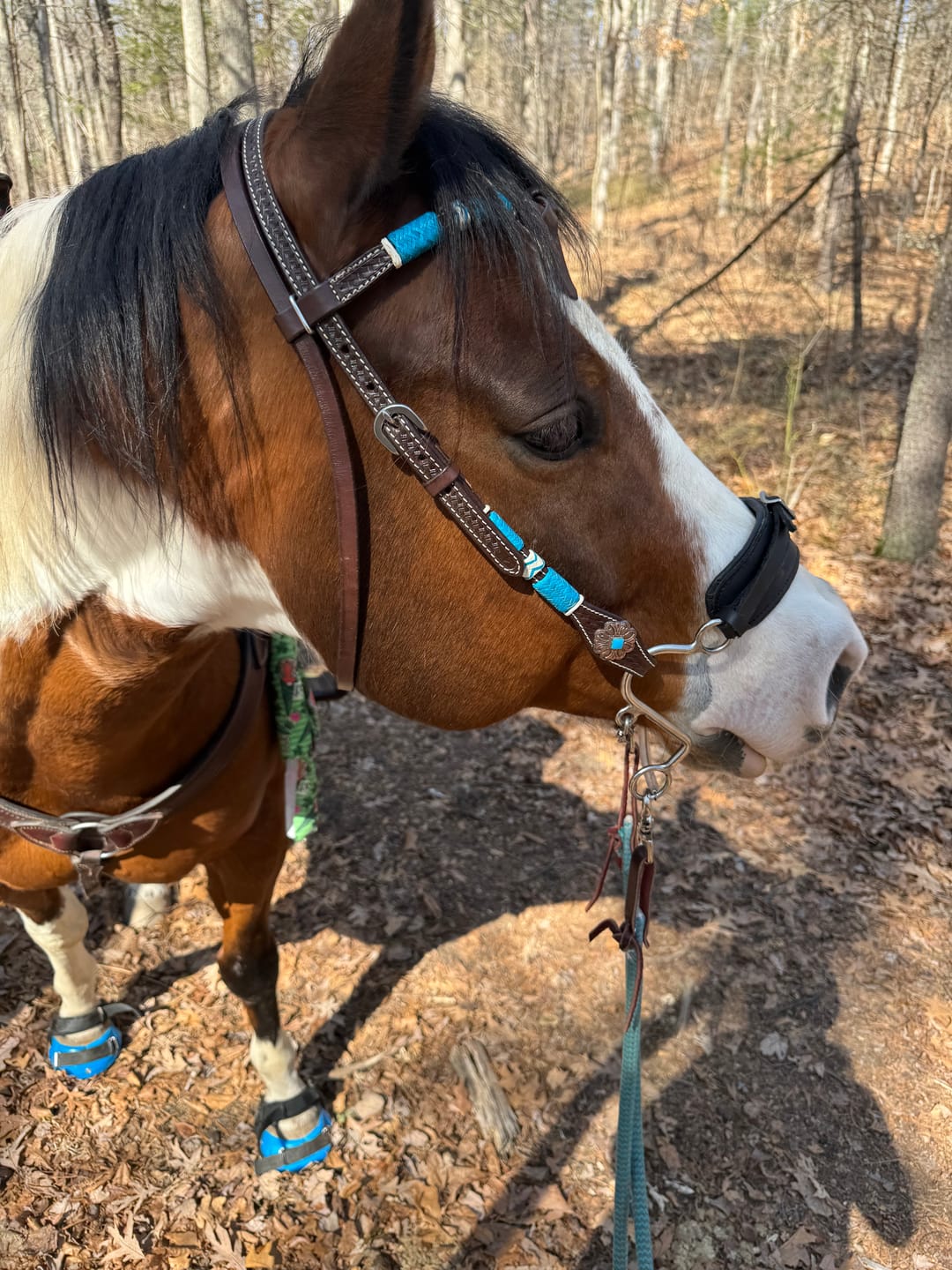 Customer photo review of Renegade® Viper Vivid™ Hoof Boots - Blue Sapphire