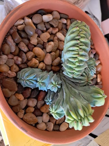Customer photo review of Myrtillocactus Geometrizans Cristata | Blue Candle Crest Cactus