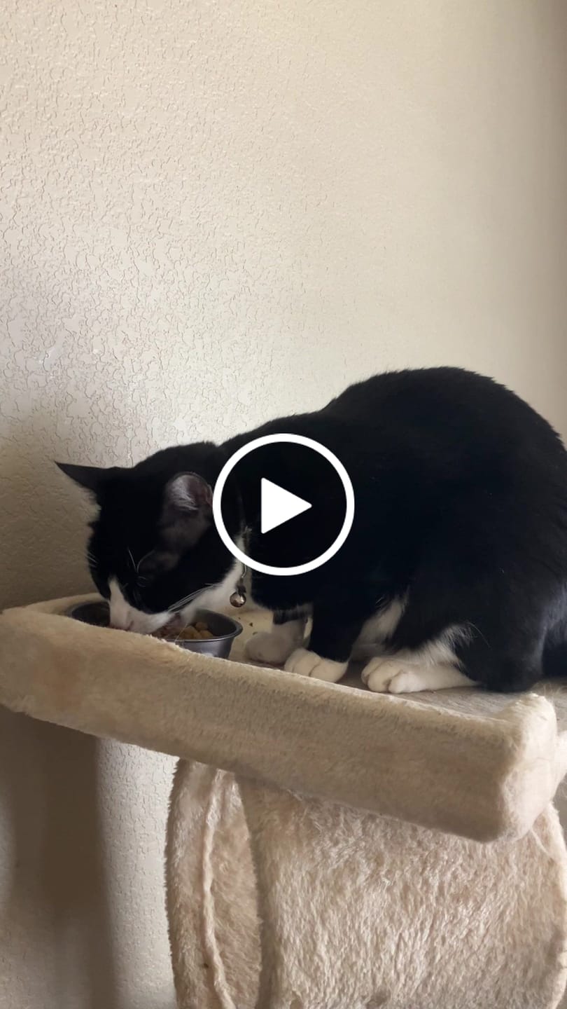 Customer video review of Royal Canin Veterinary Diet - Urinary SO + Hydrolyzed Protein Dry Cat Food