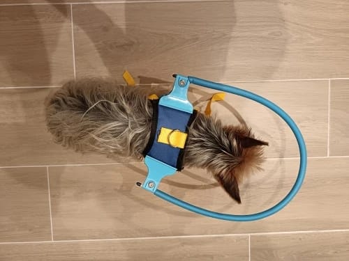 Customer photo review of Blind Dog Adjustable Pet Anti-Collision Circle Harness Guiding Device XXS S for M/L for Small to Large Blind Dog