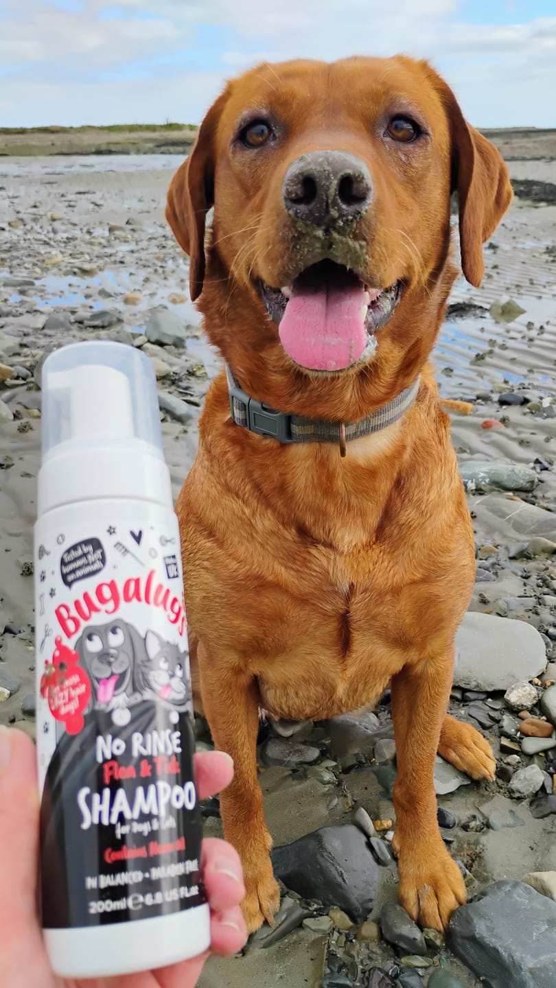 Customer photo review of Flea & Tick No Rinse Shampoo for Dogs & Cats