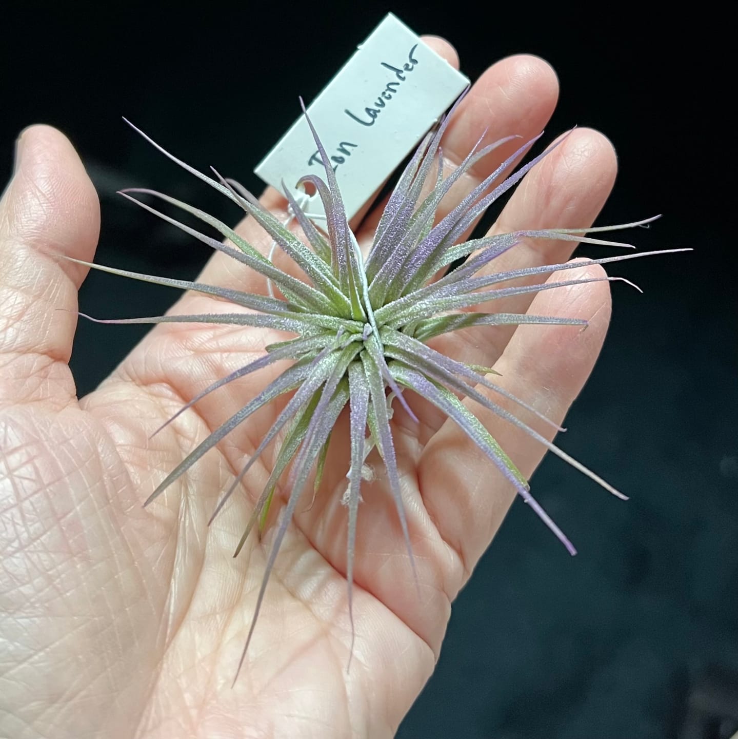 Customer photo review of Ionantha Lavender