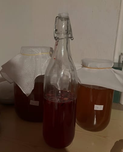 Customer photo review of BIO Kombucha-Starterset: Vollausstattung mit Premium Scoby