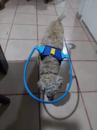 Customer photo review of Blind Dog Adjustable Pet Anti-Collision Circle Harness Guiding Device XXS S for M/L for Small to Large Blind Dog