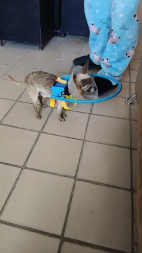Customer photo review of Blind Dog Adjustable Pet Anti-Collision Circle Harness Guiding Device XXS S for M/L for Small to Large Blind Dog