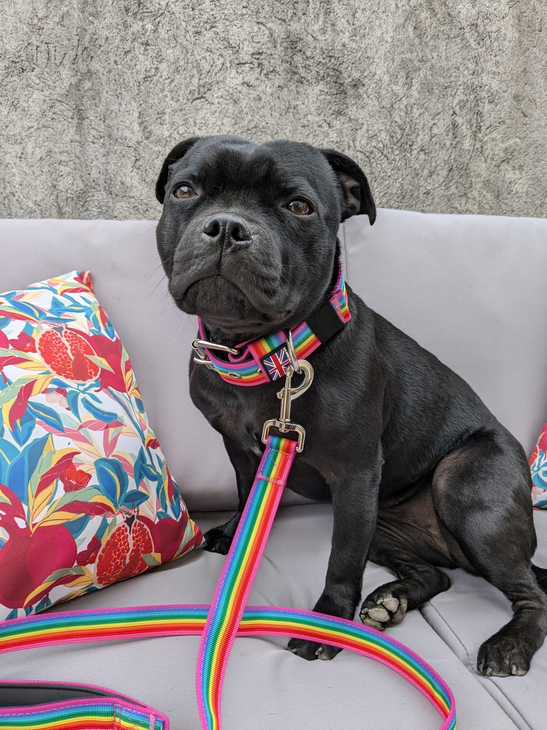 Customer photo review of Staffordshire Bull Terrier 1935® Nylon Leash - Rainbow Edition - Normal