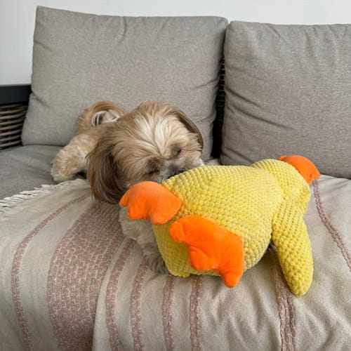 Customer photo review of Pfotenwiese - Anti Stress Ente