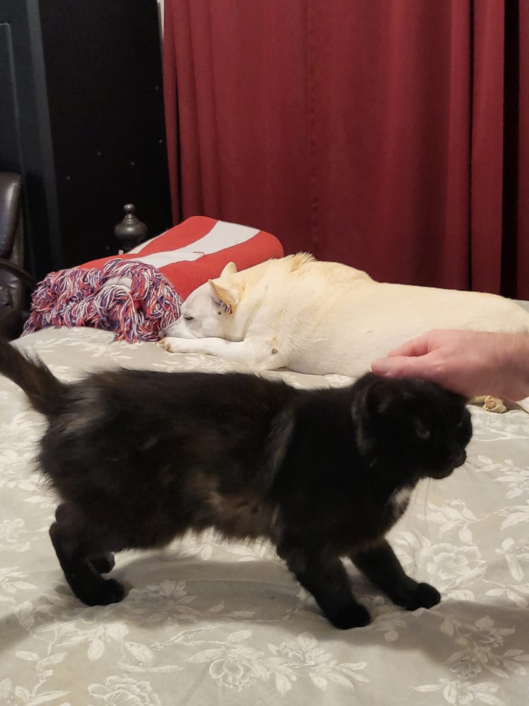 Customer photo review of Cat Itchy Skin & Healthy Coat Remedy
