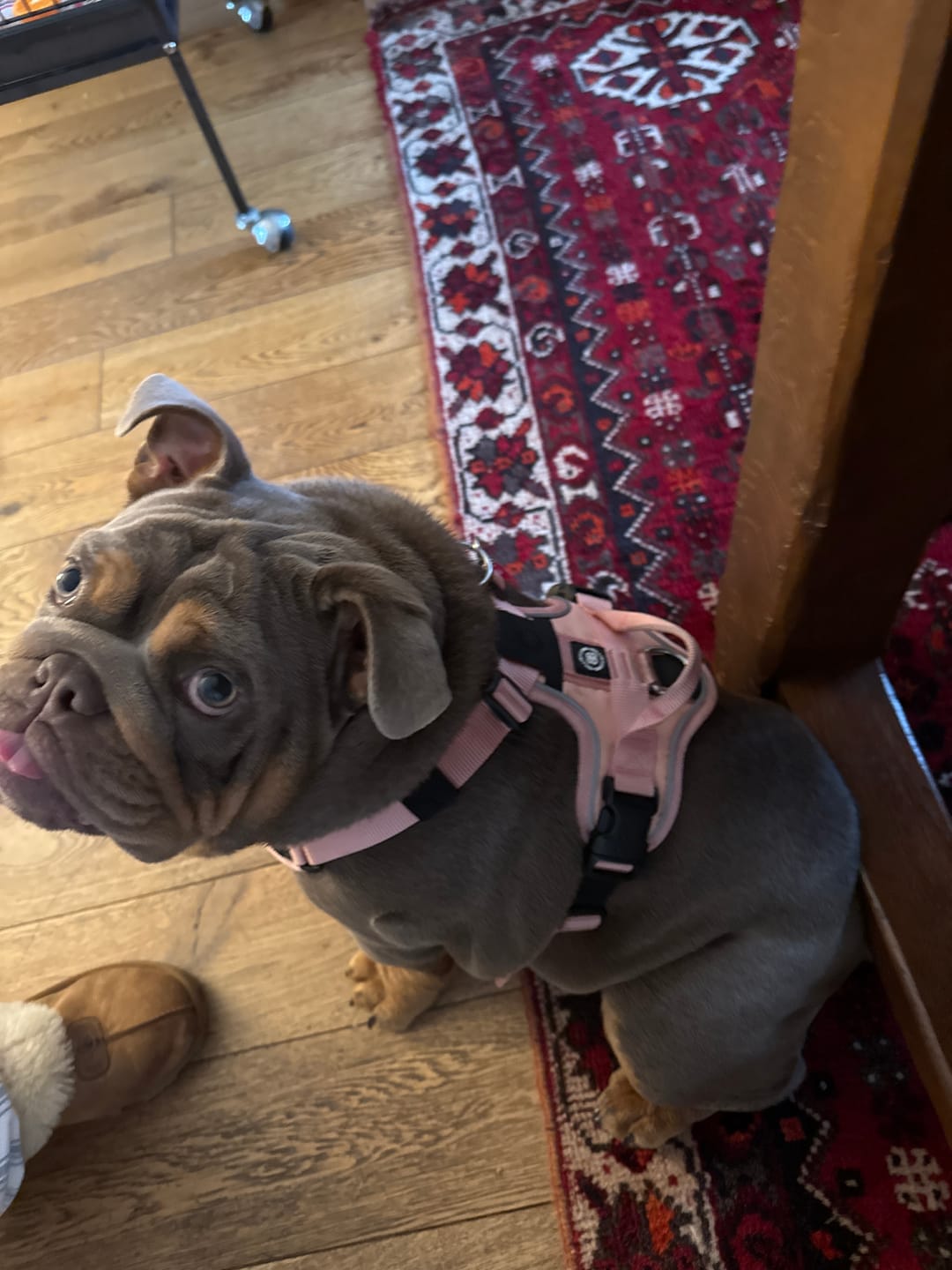 Customer photo review of Anti Pull Hurricane Harness - With Handle - Pink