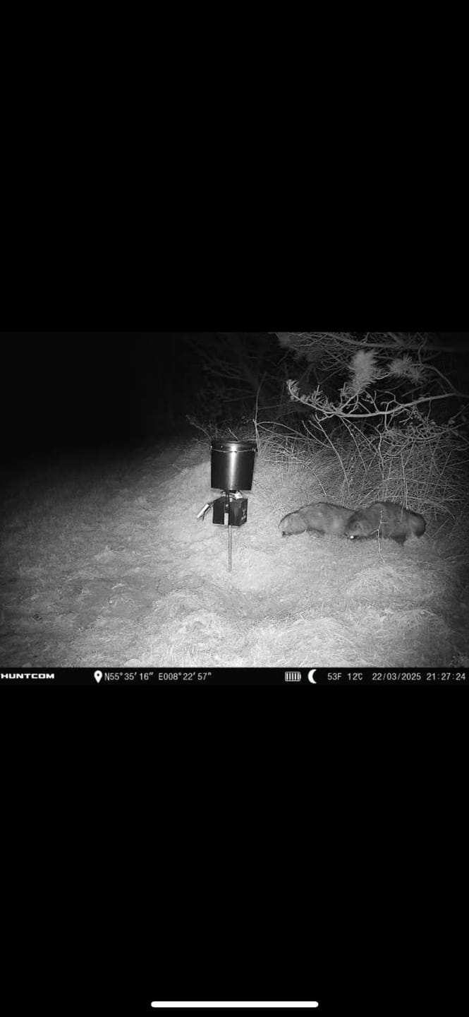 Customer photo review of Coonfeeder