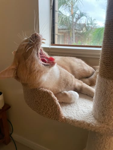 Customer photo review of Ona's Cottage Multi-Tier Cat Tree with Cat Scratching Posts