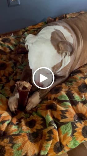 Customer video review of Smoked Beef Marrow Bone