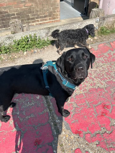 Customer photo review of Tribal Liver & Lavender Dog Treats