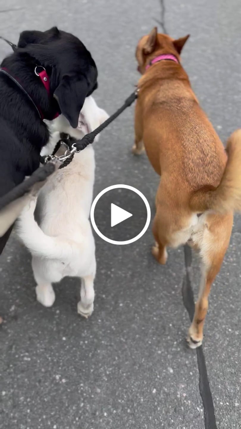 Customer video review of Cotton Rope Multi-Dog Leash Connector