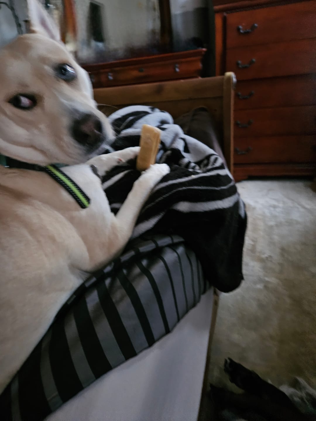 Customer photo review of Himalayan Yak Chew (MEGA)